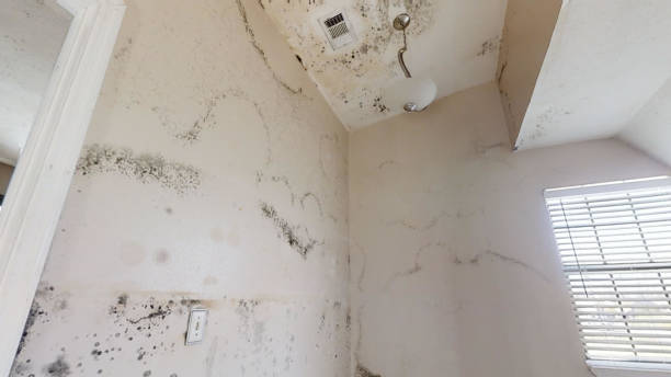 Best Attic Mold Removal  in Temelec, CA