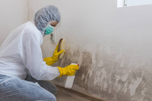 Best Mold Remediation for Healthcare Facilities  in Temelec, CA