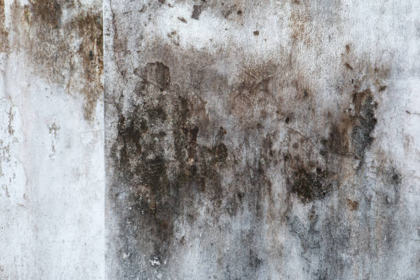 Best Airborne Mold Testing  in Temelec, CA