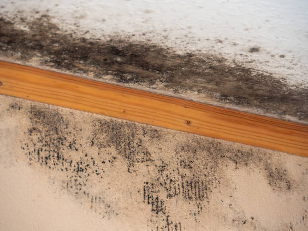 Best Water Damage & Mold Remediation  in Temelec, CA