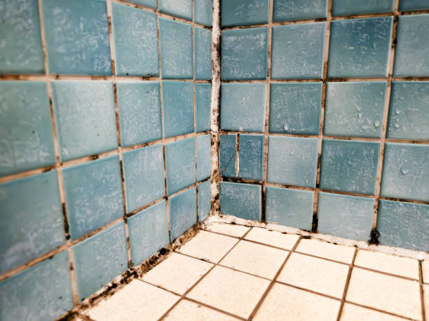 Best Asbestos and Lead Testing During Mold Inspection  in Temelec, CA