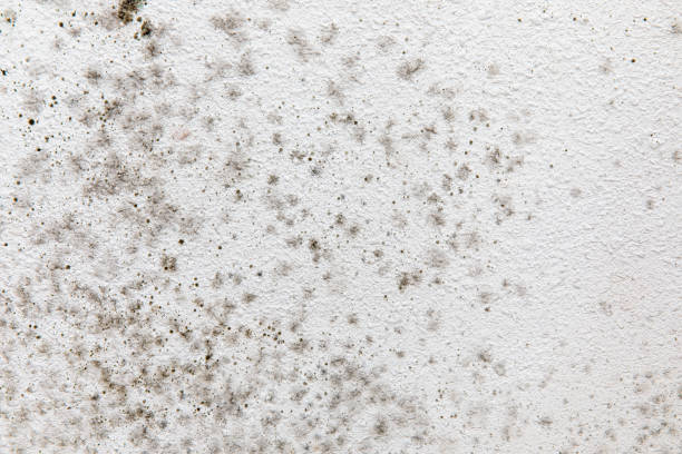 Best Mold Damage Restoration  in Temelec, CA