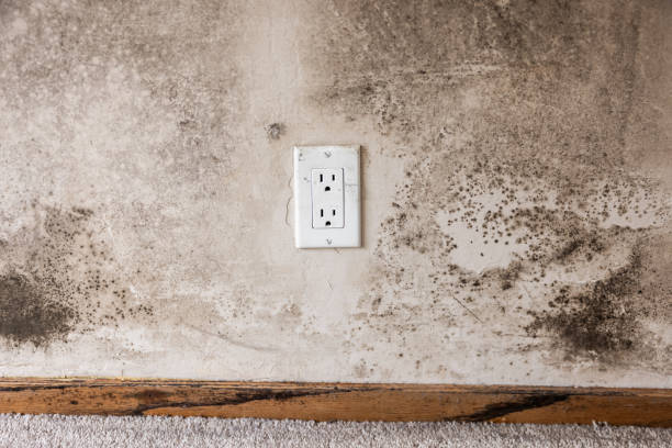 Dehumidification Services in Temelec, CA