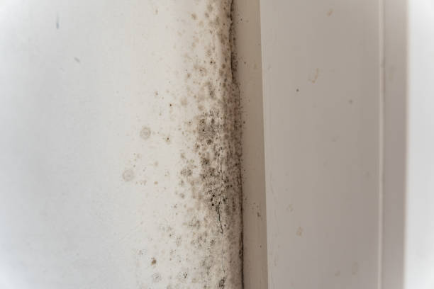 Best Indoor Air Quality Assessment  in Temelec, CA