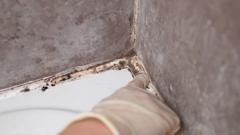 Best Industrial Mold Remediation  in Temelec, CA
